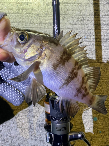 メバルの釣果