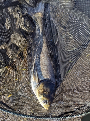 ハクレンの釣果