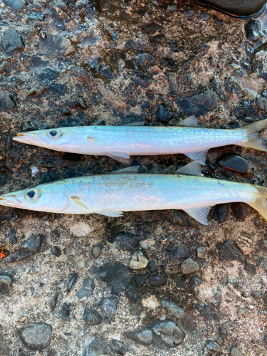 カマスの釣果