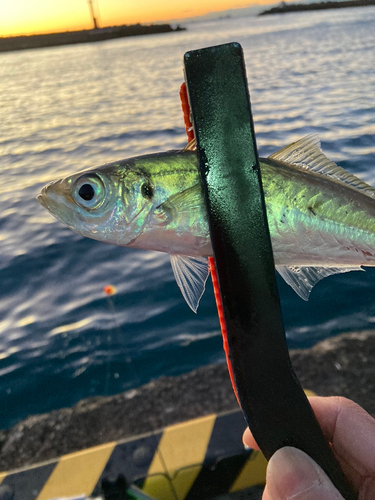 マアジの釣果