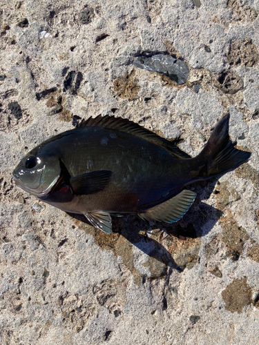 メジナの釣果