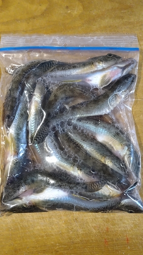 マハゼの釣果