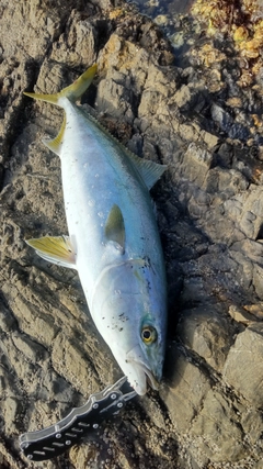 ハマチの釣果