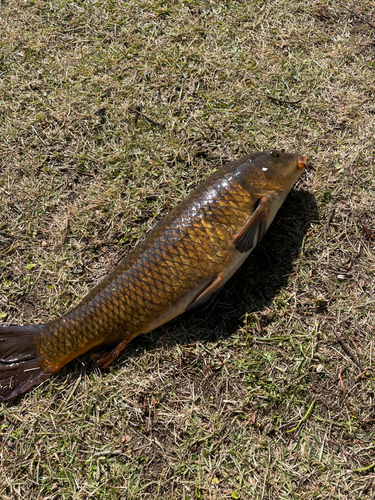 コイの釣果