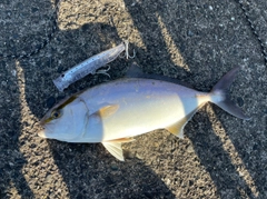 ショゴの釣果