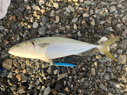 イナダの釣果