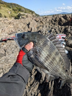 クチブトグレの釣果