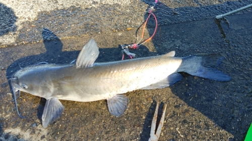 アメリカナマズの釣果