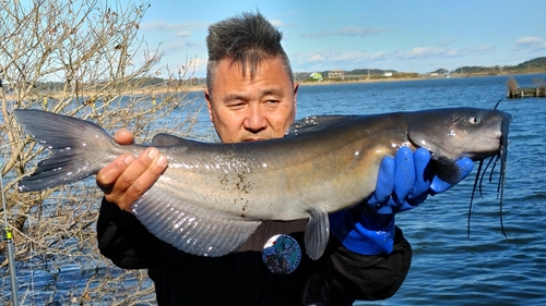 アメリカナマズの釣果