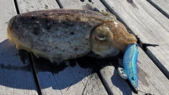 コウイカの釣果