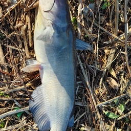 アメリカナマズ