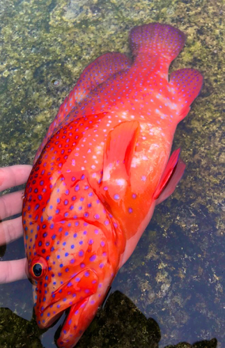 ユカタハタの釣果