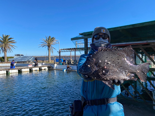 イシガキダイの釣果