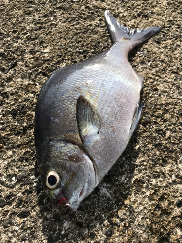 イスズミの釣果