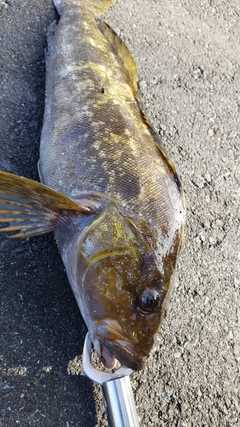 アイナメの釣果