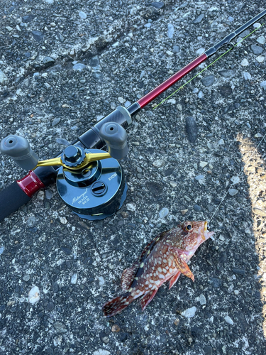 カサゴの釣果