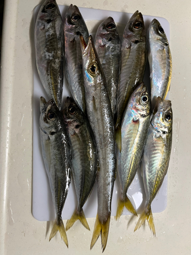 アジの釣果