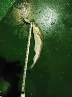 スケトウダラの釣果