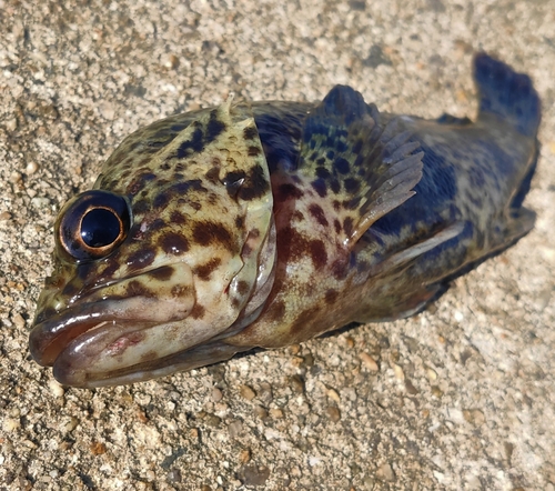 ムラソイの釣果