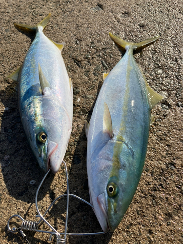 ヤズの釣果