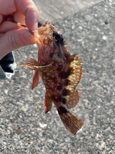 アラカブの釣果