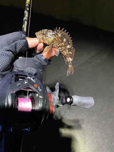 カサゴの釣果