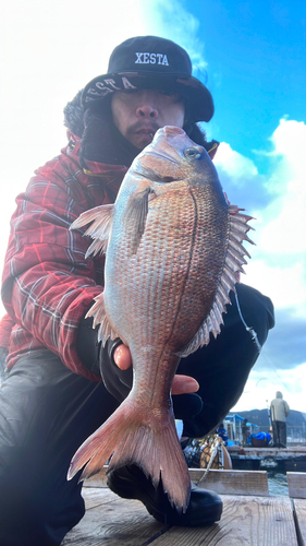 マダイの釣果