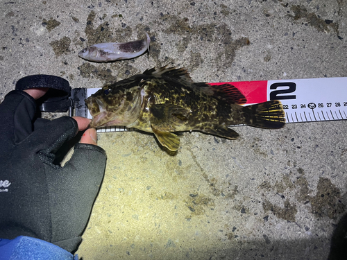 タケノコメバルの釣果