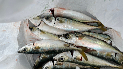 サバの釣果