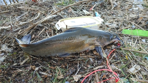 アメリカナマズの釣果