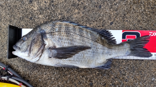 チヌの釣果