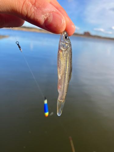 タモロコの釣果