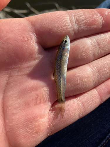 クチボソの釣果