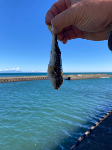 フグの釣果