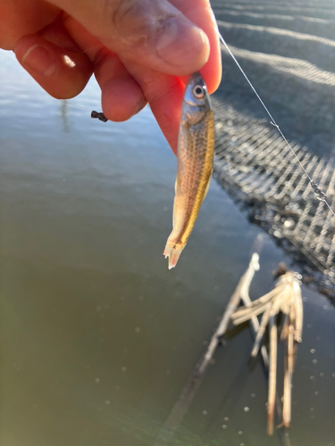 タモロコの釣果