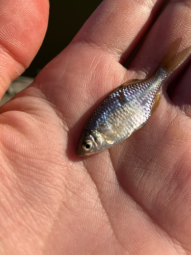 タイリクバラタナゴの釣果