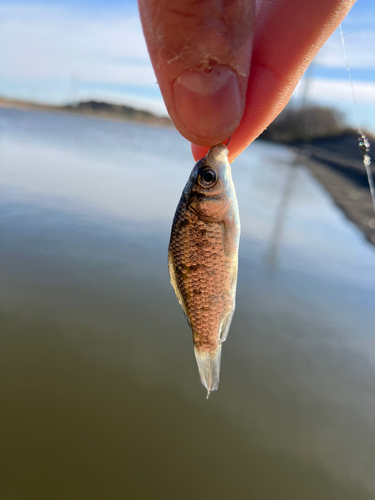 ギンブナの釣果