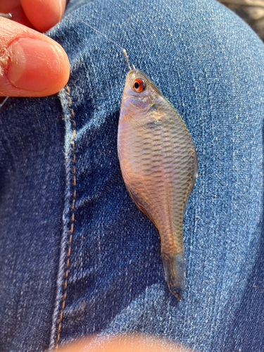 タイリクバラタナゴの釣果