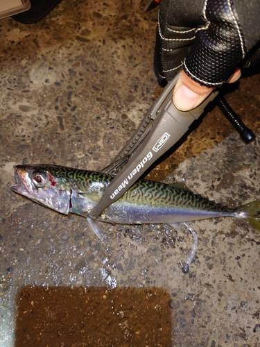 サバの釣果