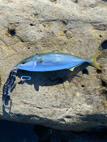 イナダの釣果