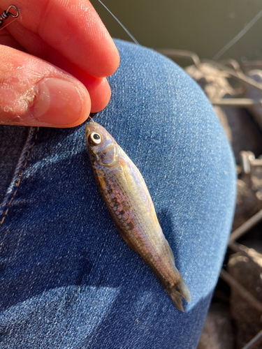 タモロコの釣果