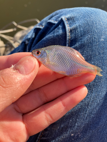 タイリクバラタナゴの釣果