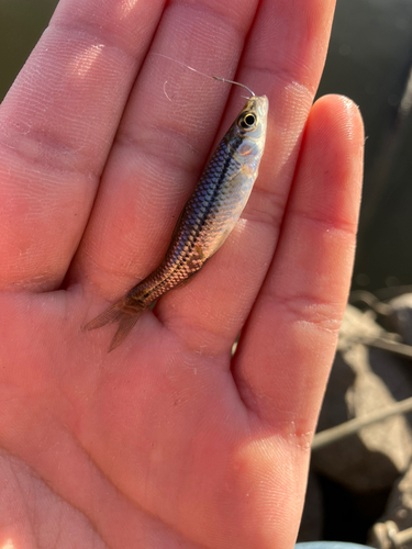 クチボソの釣果