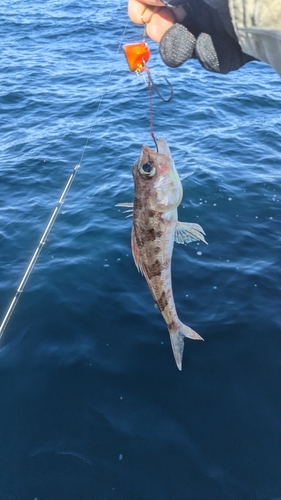 ヒメの釣果