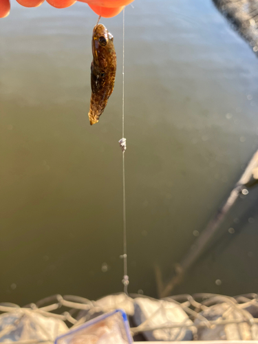 ヌマチチブの釣果