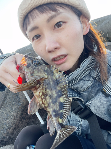 アラカブの釣果