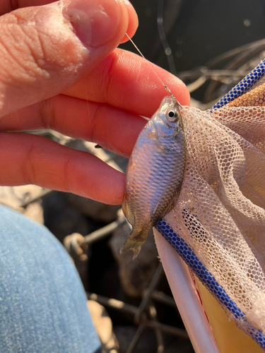 タイリクバラタナゴの釣果