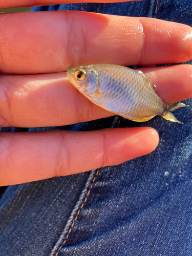 タイリクバラタナゴの釣果