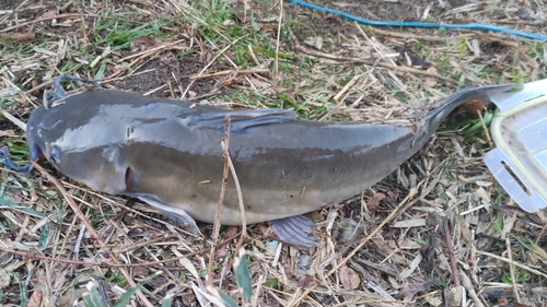 アメリカナマズの釣果