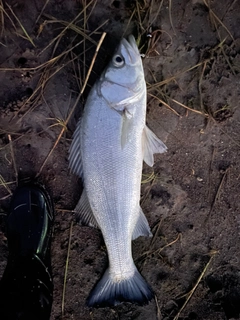 フッコ（ヒラスズキ）の釣果